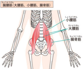 腸腰筋の場所