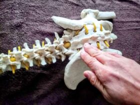 仙腸関節を診る